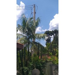 Moradores de Campo Largo reclamam da instalação de postes de alta tensão